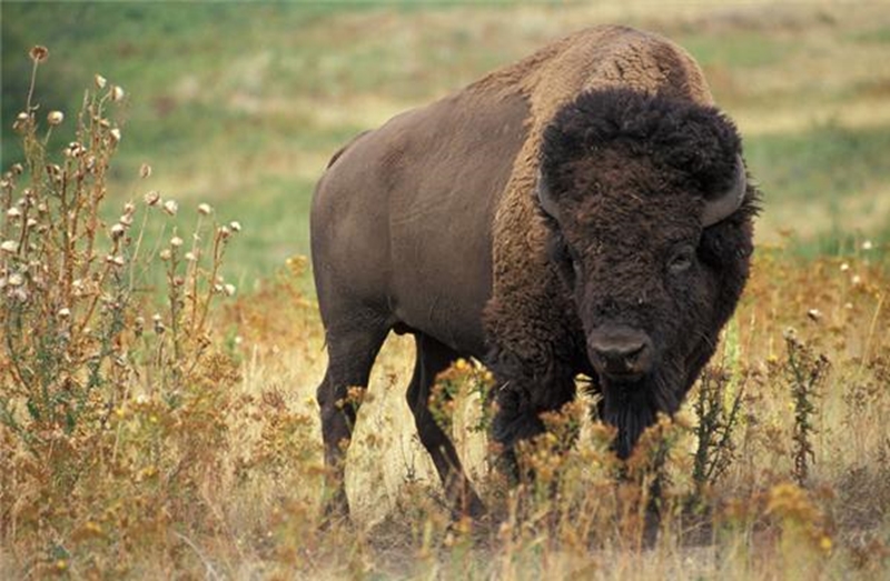Rare plains bison can be found in Prince Albert National Park. 