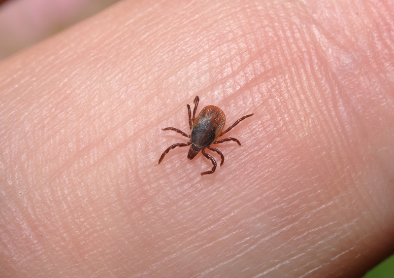Two species of blacklegged tick can be found in Canada. 