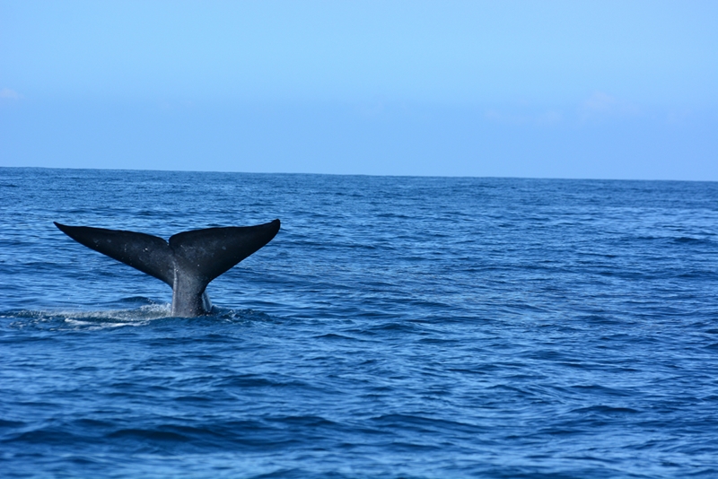 Saguenay–St. Lawrence Marine Park is famous for its whale watching. 