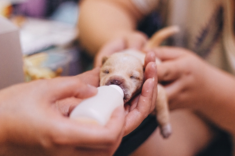 Person feeding baby puppy with bottle.